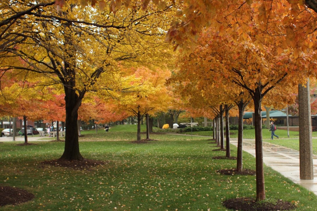 Row of on-campus trees in the fall